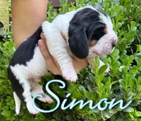 Simon, a male Basset Hound for sale in Poplarville, MS – Photo 2 of 4