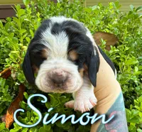 Simon, a male Basset Hound for sale in Poplarville, MS – Photo 3 of 4