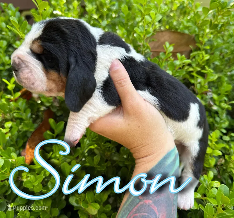Simon – Basset Hound puppy for sale in Poplarville, MS