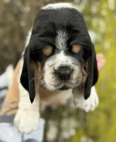  Ollin, a male Basset Hound for sale in Poplarville, MS – 3 of 9