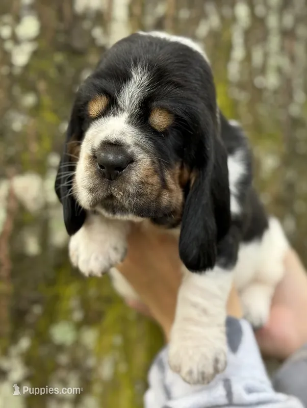  Ollin, a male Basset Hound for sale in Poplarville, MS – 1 of 9