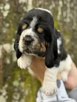  Ollin, a male Basset Hound for sale in Poplarville, MS – 1 of 9