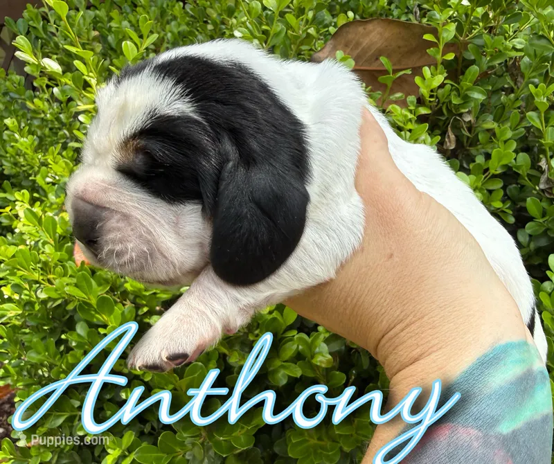 Anthony – Basset Hound puppy for sale in Poplarville, MS