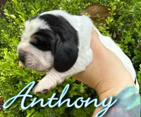 Anthony, a male Basset Hound for sale in Poplarville, MS – Photo 1 of 8