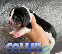 Collin, a male Basset Hound for sale in Poplarville, MS – Photo 1 of 7