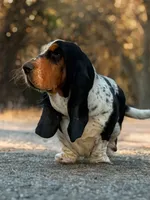 Collin, a male Basset Hound for sale in Poplarville, MS – Photo 7 of 7