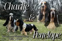 Collin, a male Basset Hound for sale in Poplarville, MS – Photo 3 of 7