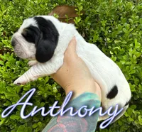 Anthony, a male Basset Hound for sale in Poplarville, MS – Photo 6 of 8