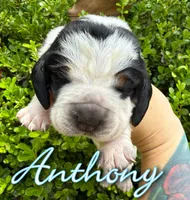 Anthony, a male Basset Hound for sale in Poplarville, MS – Photo 8 of 8
