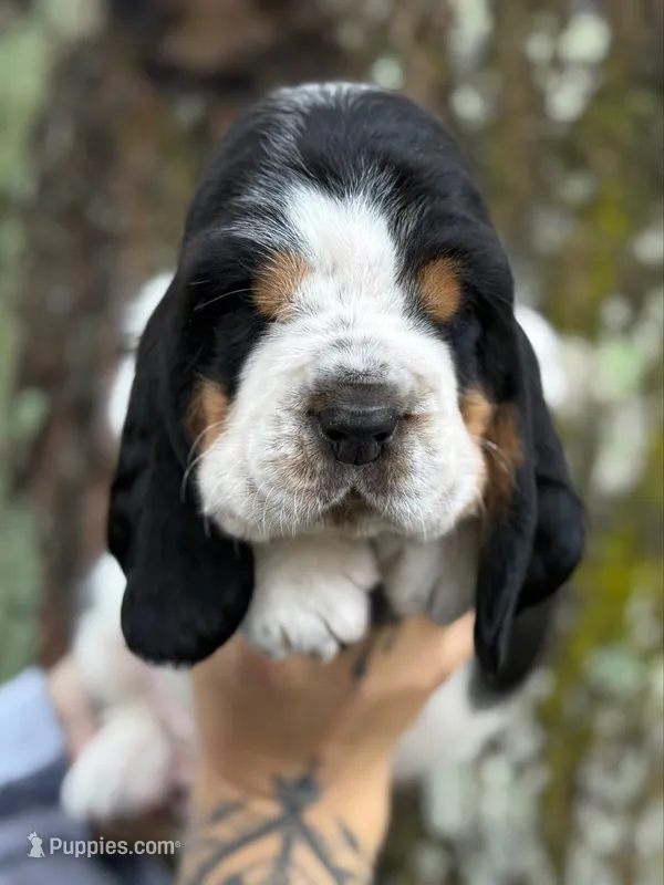 Simon – Basset Hound puppy for sale in Poplarville, MS