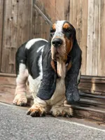 Daphne, a female Basset Hound for sale in Poplarville, MS – Photo 6 of 7