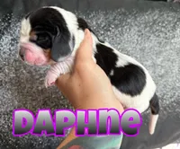 Daphne, a female Basset Hound for sale in Poplarville, MS – Photo 1 of 7