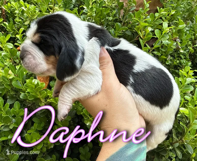 Daphne – Basset Hound puppy for sale in Poplarville, MS