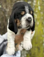  Ollin, a male Basset Hound for sale in Poplarville, MS – 5 of 9