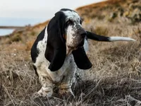 Eloise, a female Basset Hound for sale in Poplarville, MS – Photo 4 of 7