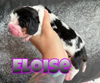 Eloise, a female Basset Hound for sale in Poplarville, MS – Photo 1 of 7