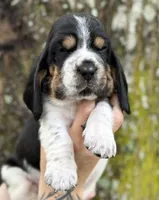  Ollin, a male Basset Hound for sale in Poplarville, MS – 2 of 9