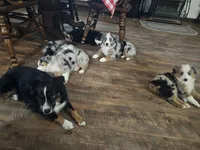 Bruzer, a male Miniature Australian Shepherd for sale in Amarillo, TX – 5 of 7