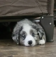 Bruzer, a male Miniature Australian Shepherd for sale in Amarillo, TX – 2 of 7