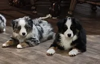 Jack Sparrow, a male Miniature Australian Shepherd for sale in Amarillo, TX – 2 of 3
