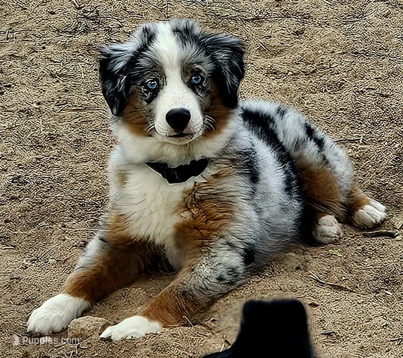 Bruzer – Miniature Australian Shepherd puppy for sale in Amarillo, TX