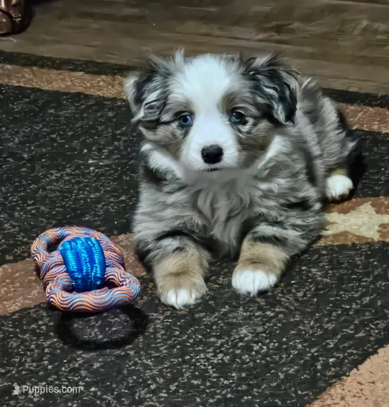 Jack Sparrow – Miniature Australian Shepherd puppy for sale in Amarillo, TX