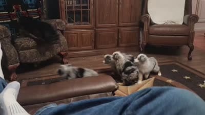 Bruzer, a male Miniature Australian Shepherd for sale in Amarillo, TX – 6 of 7