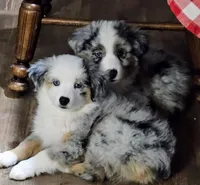 Bruzer, a male Miniature Australian Shepherd for sale in Amarillo, TX – 3 of 7