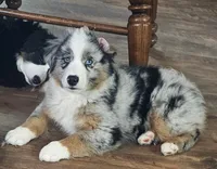 Bruzer, a male Miniature Australian Shepherd for sale in Amarillo, TX – 4 of 7