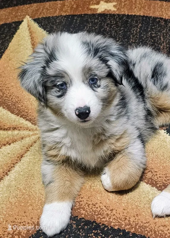 Bruzer – Miniature Australian Shepherd puppy for sale in Amarillo, TX
