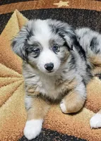 Bruzer, a male Miniature Australian Shepherd for sale in Amarillo, TX – 1 of 7