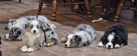 Jack Sparrow, a male Miniature Australian Shepherd for sale in Amarillo, TX – 3 of 3