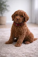 processed/17e6c526-b2de-4c6e-bfff-fb28320aaf5b/listing/e09da4ef-5a51-4ddc-b1d7-acc31b8dd3a2/c0623f3c-4ced-4a7a-9427-7410458015df