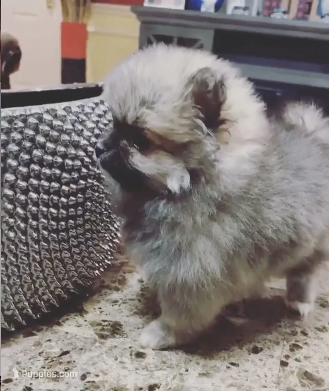 Brownie – Pomeranian puppy for sale in Houston, TX