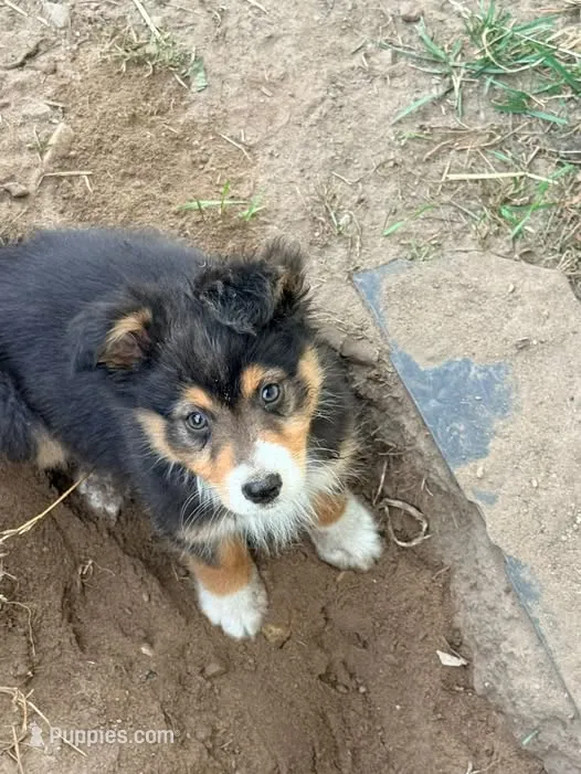 Roger – Australian Shepherd puppy for sale in Peru, NY