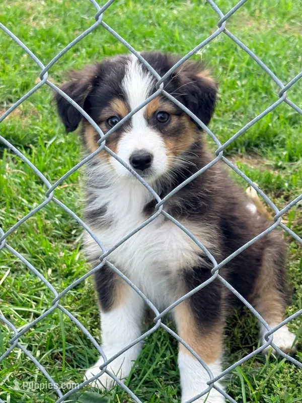 Reba – Australian Shepherd puppy for sale in Peru, NY