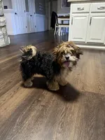 Darla, a female Shih Tzu and Poodle - Toy  for sale in Sparta, NC – Photo 2 of 2