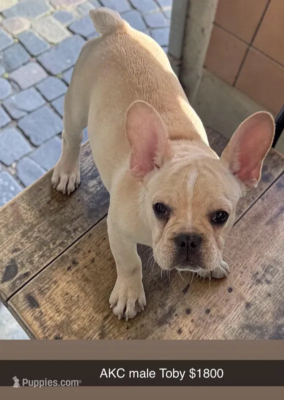 Toby AKC  – French Bulldog puppy for sale in Griggsville, IL
