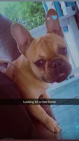 Petey AKC , a male French Bulldog for sale in Griggsville, IL – 2 of 2