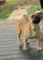 Petey AKC , a male French Bulldog for sale in Griggsville, IL – 1 of 2
