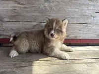 Rascal , a male Siberian Husky for sale in Griggsville, IL – Photo 2 of 6