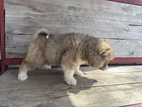 Rascal , a male Siberian Husky for sale in Griggsville, IL – Photo 3 of 6