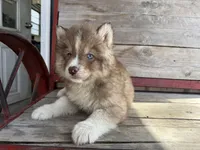 Rascal , a male Siberian Husky for sale in Griggsville, IL – Photo 4 of 6