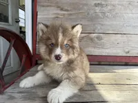 Rascal , a male Siberian Husky for sale in Griggsville, IL – Photo 5 of 6