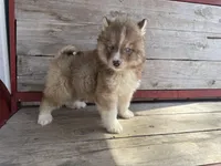 Rascal , a male Siberian Husky for sale in Griggsville, IL – Photo 6 of 6