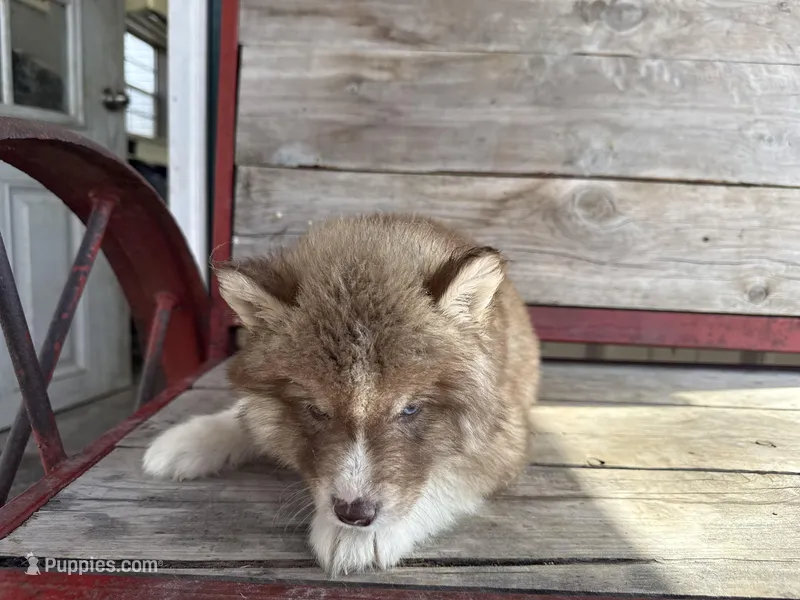 Rascal  – Siberian Husky puppy for sale in Griggsville, IL