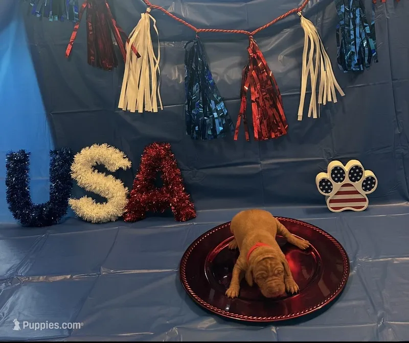 Patriot – Vizsla puppy for sale in Bloomfield, IA