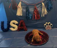 Patriot, a male Vizsla for sale in Bloomfield, IA – 1 of 1