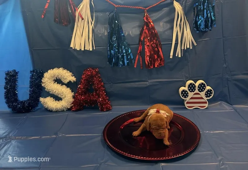 Belle – Vizsla puppy for sale in Bloomfield, IA