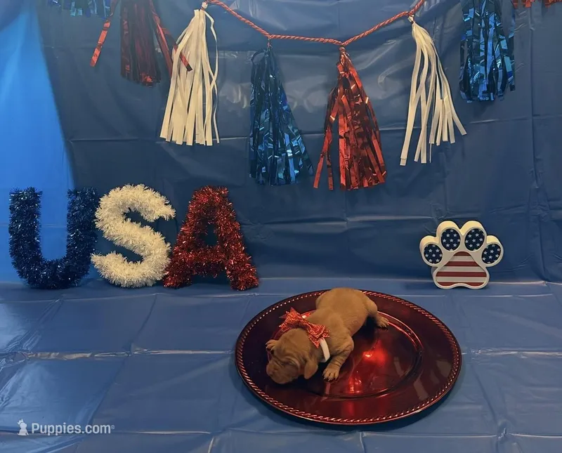 Glory – Vizsla puppy for sale in Bloomfield, IA